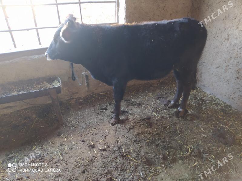 окуз - Гызыларбат - img 2