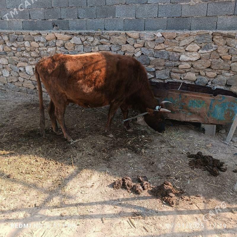bakylan inek - Магданлы - img 2