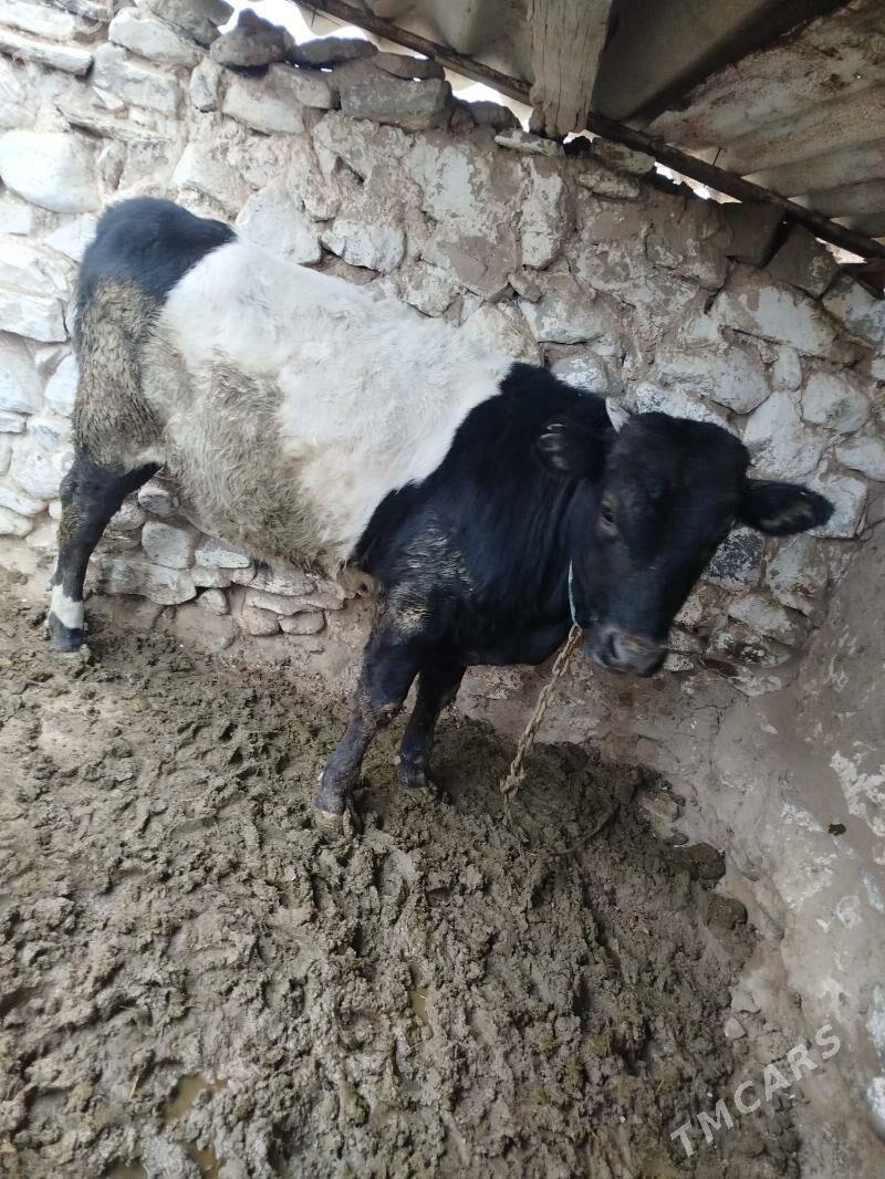 öküz - Gyzylarbat - img 2