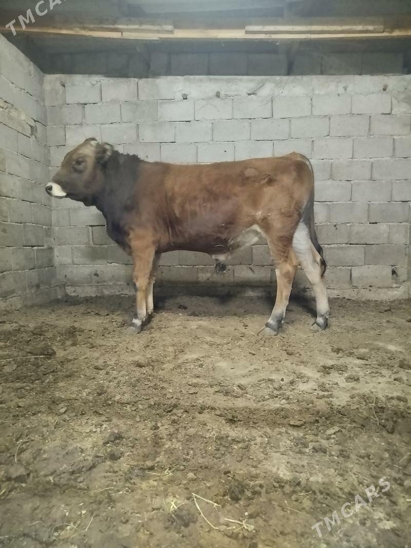 Okuz - Büzmeýin - img 2