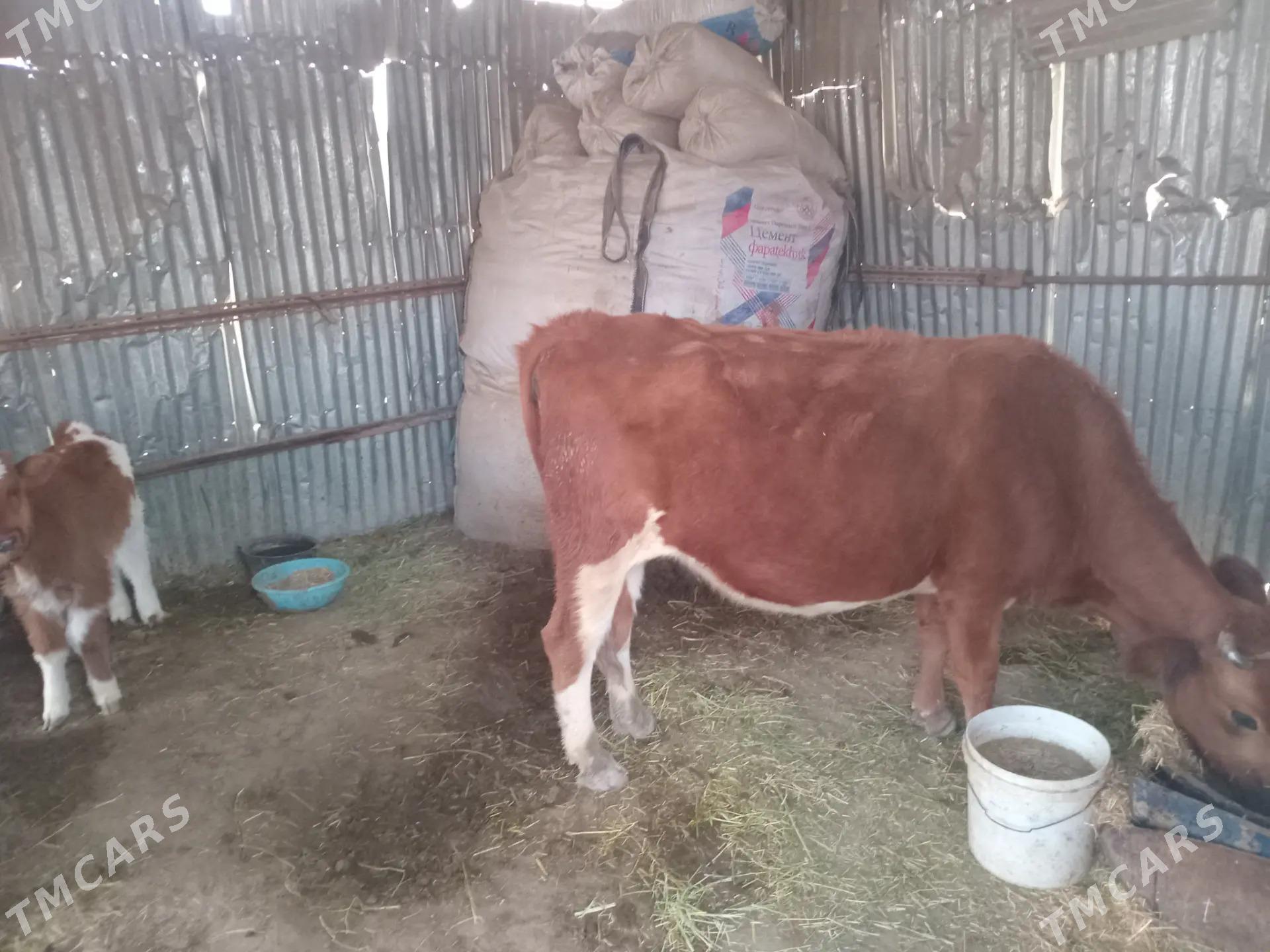 sygyr - Mary - img 3