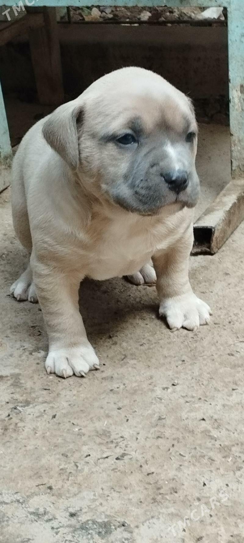 питбуль - Tejen - img 4