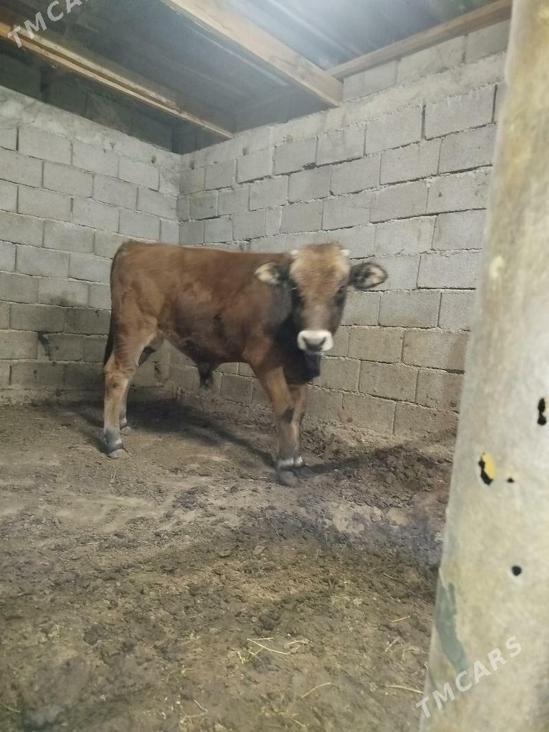 Okuz - Büzmeýin - img 4