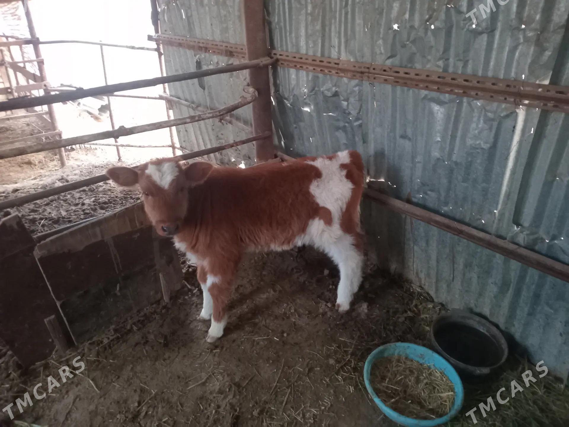 sygyr - Mary - img 2