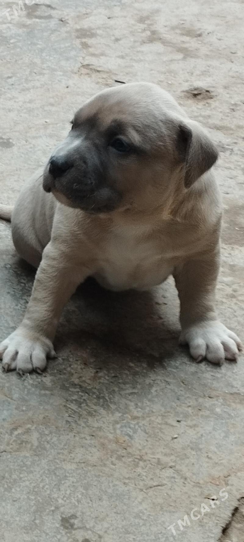 питбуль - Tejen - img 6