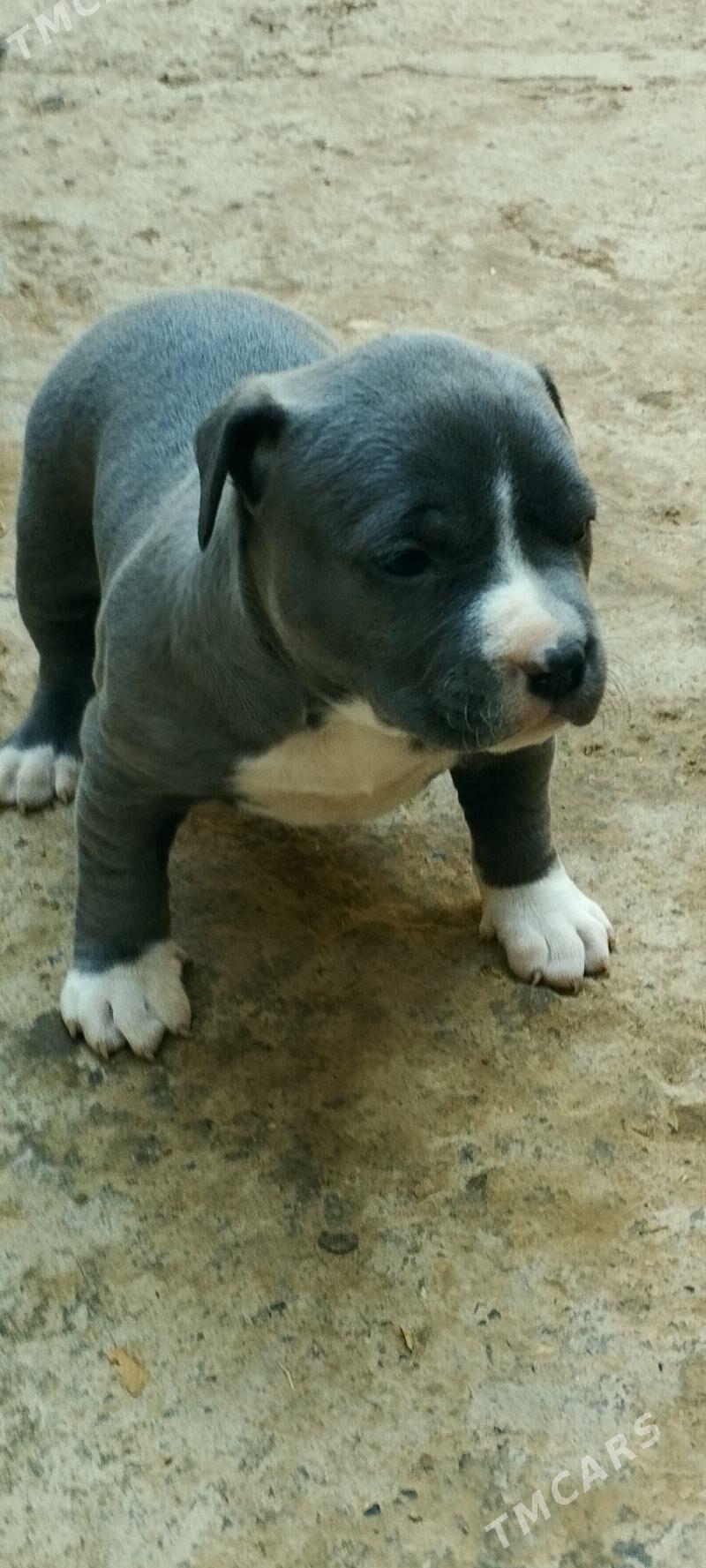 питбуль - Tejen - img 3