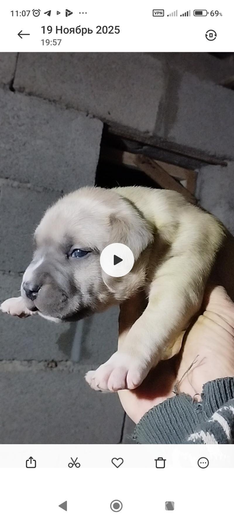 питбуль - Tejen - img 8