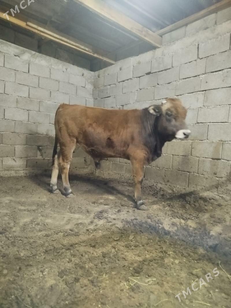 Okuz - Büzmeýin - img 3