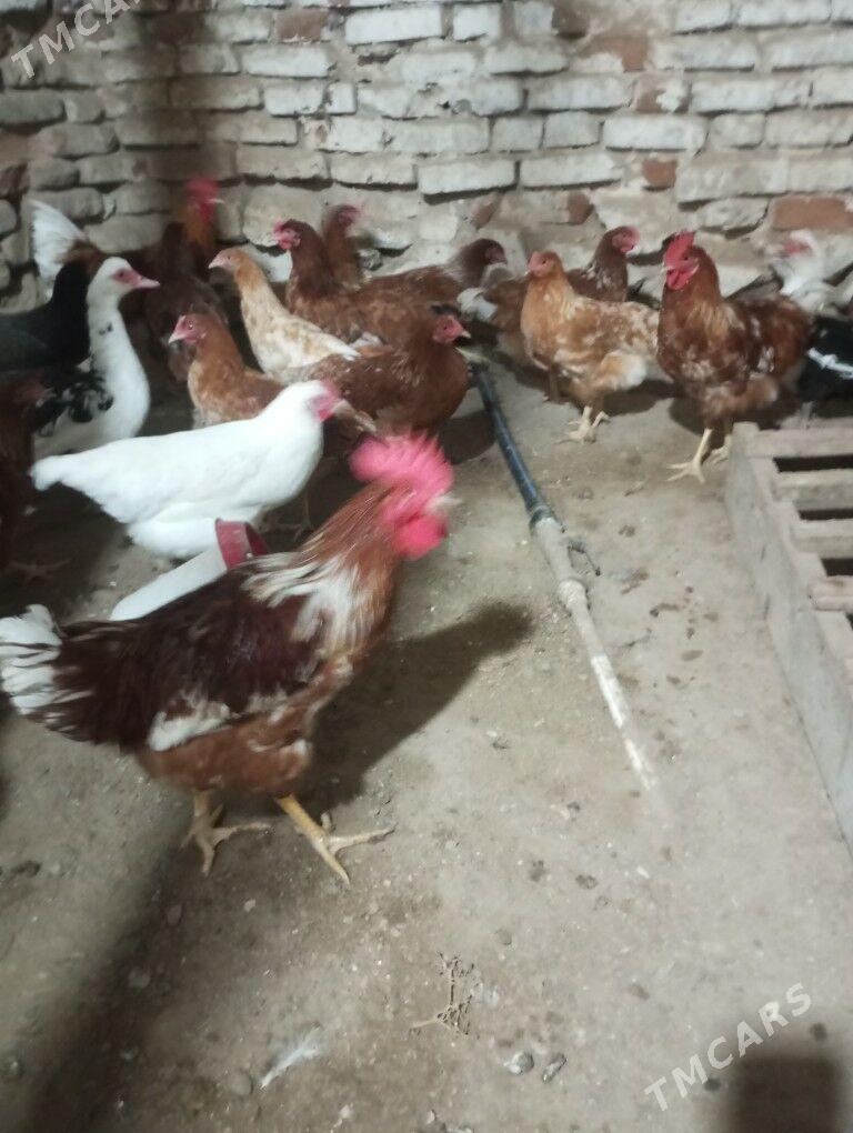 lohman brown horazlar 7 aýlyk - Gyzylarbat - img 7