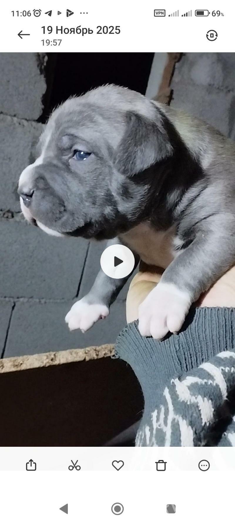 питбуль - Tejen - img 7