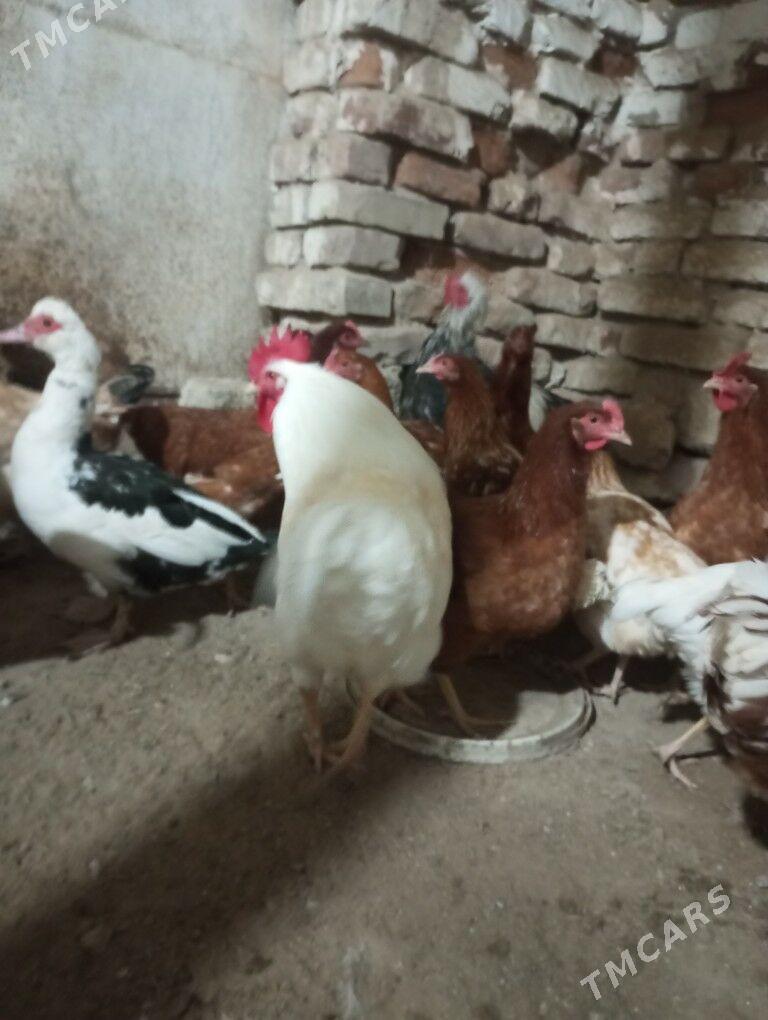 lohman brown horazlar 7 aýlyk - Gyzylarbat - img 2