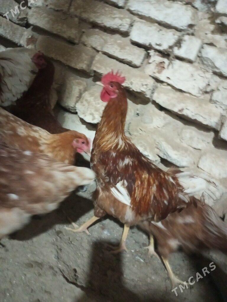 lohman brown horazlar 7 aýlyk - Gyzylarbat - img 1