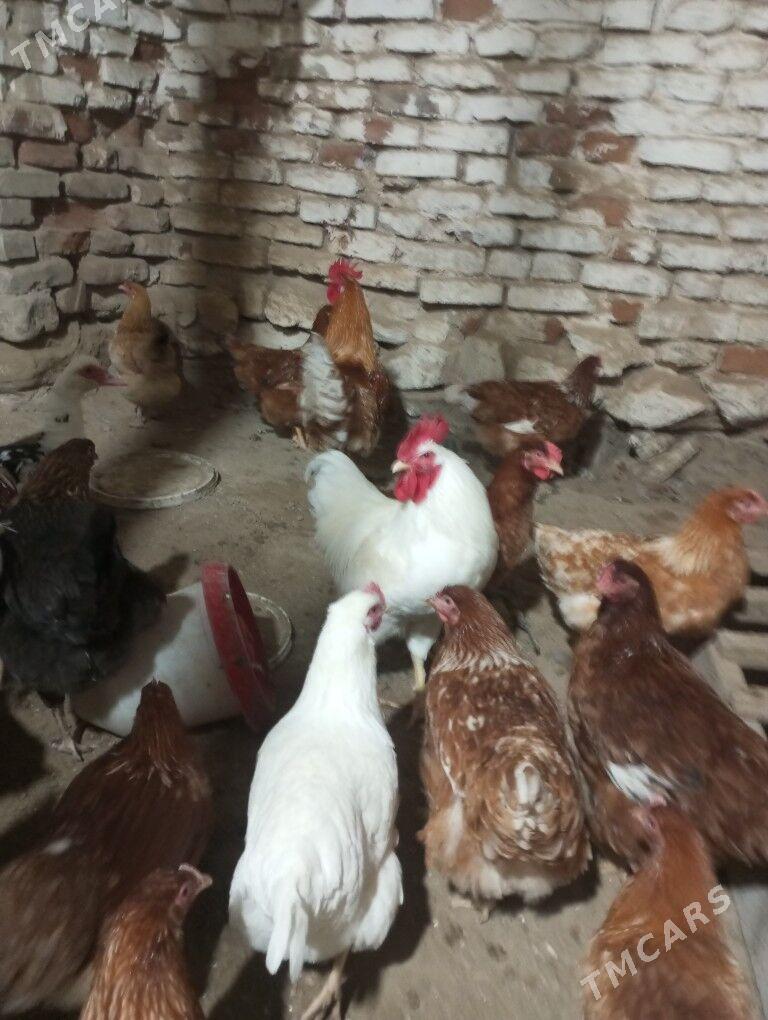 lohman brown horazlar 7 aýlyk - Gyzylarbat - img 8