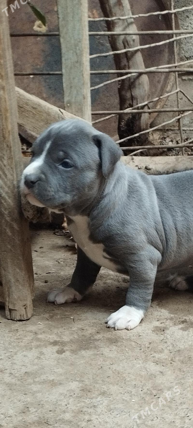 питбуль - Tejen - img 5