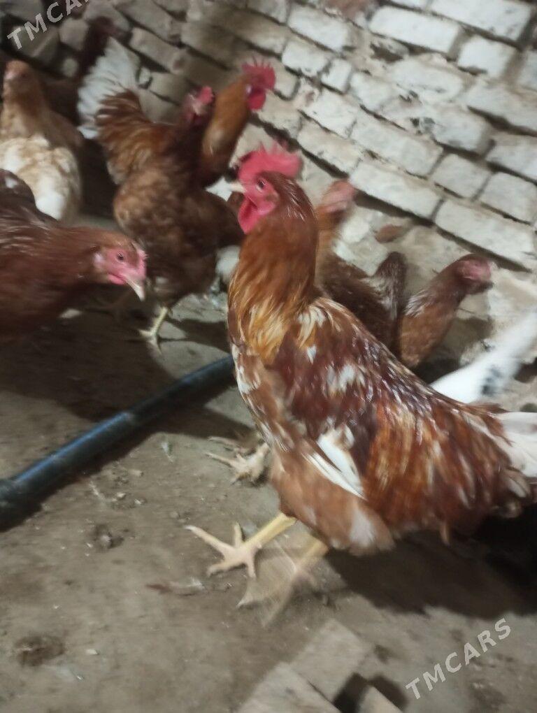 lohman brown horazlar 7 aýlyk - Gyzylarbat - img 6