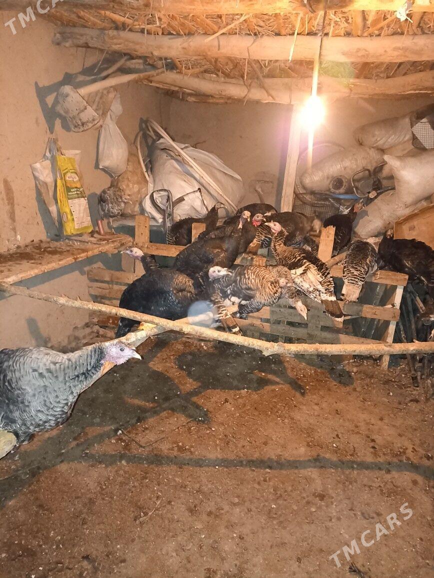 indul - Гурбансолтан Едже - img 3