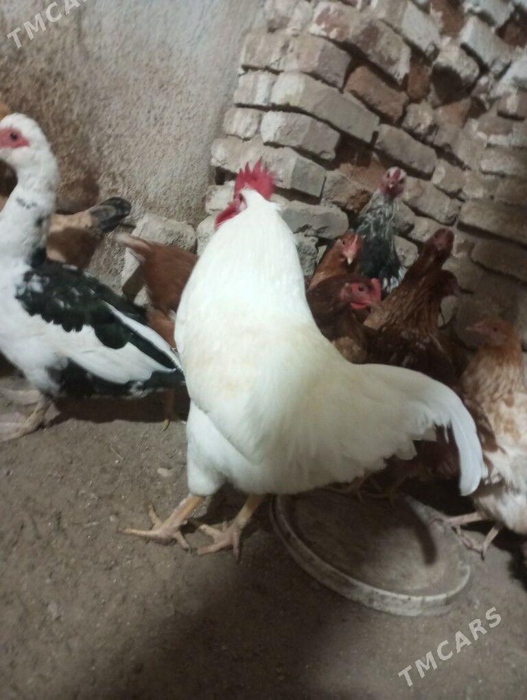 lohman brown horazlar 7 aýlyk - Gyzylarbat - img 5