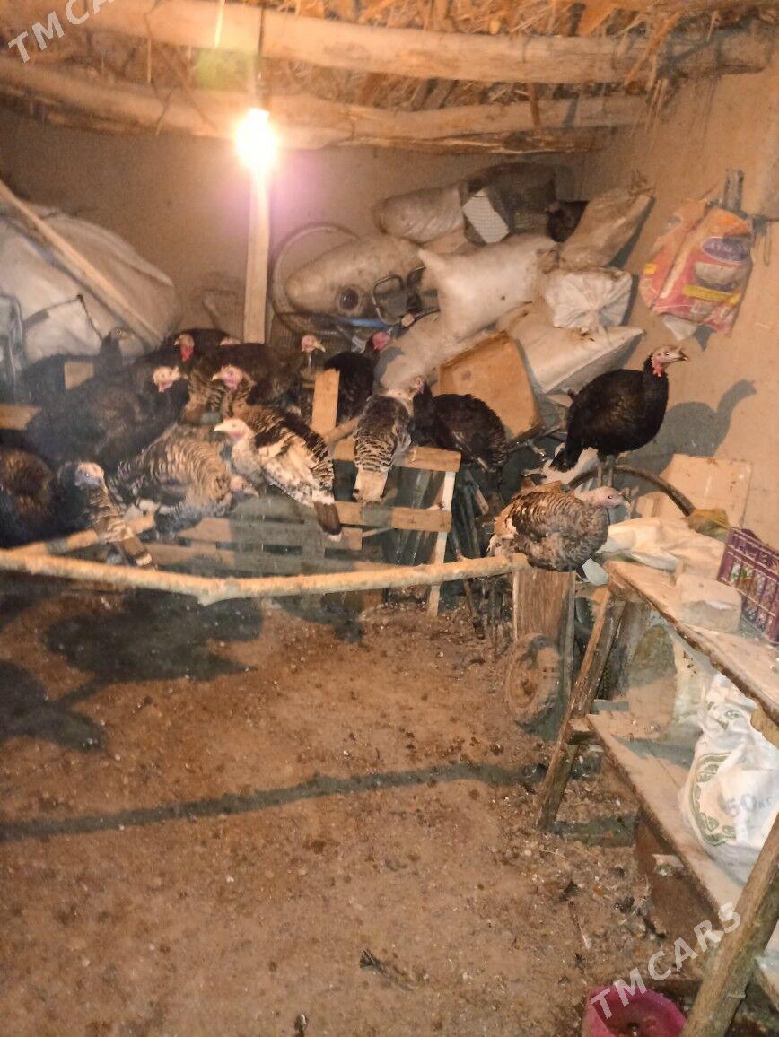 indul - Гурбансолтан Едже - img 2