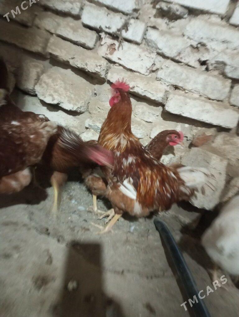 lohman brown horazlar 7 aýlyk - Gyzylarbat - img 3