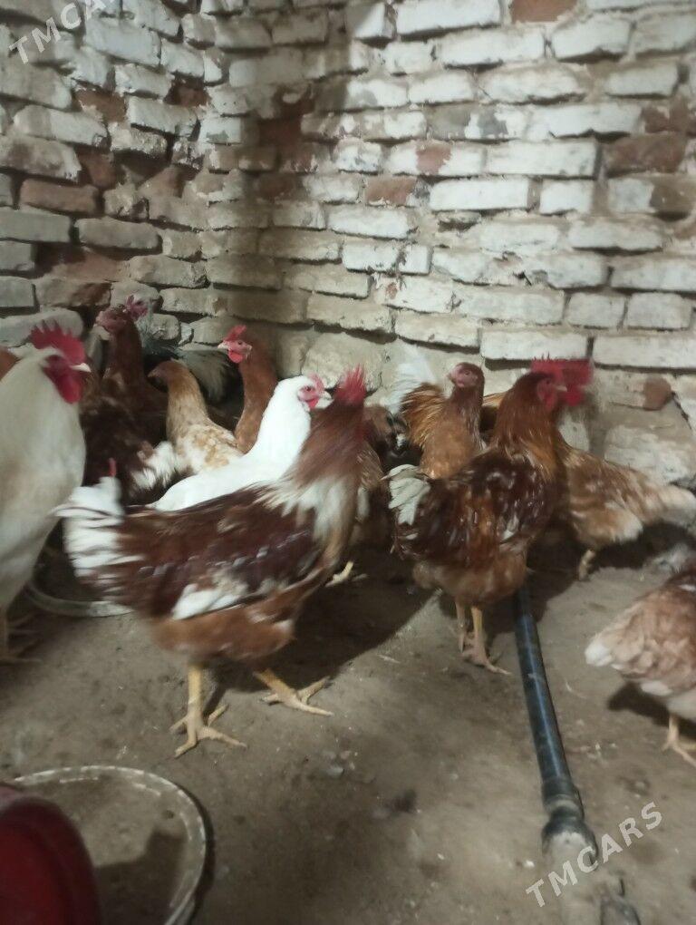 lohman brown horazlar 7 aýlyk - Gyzylarbat - img 4