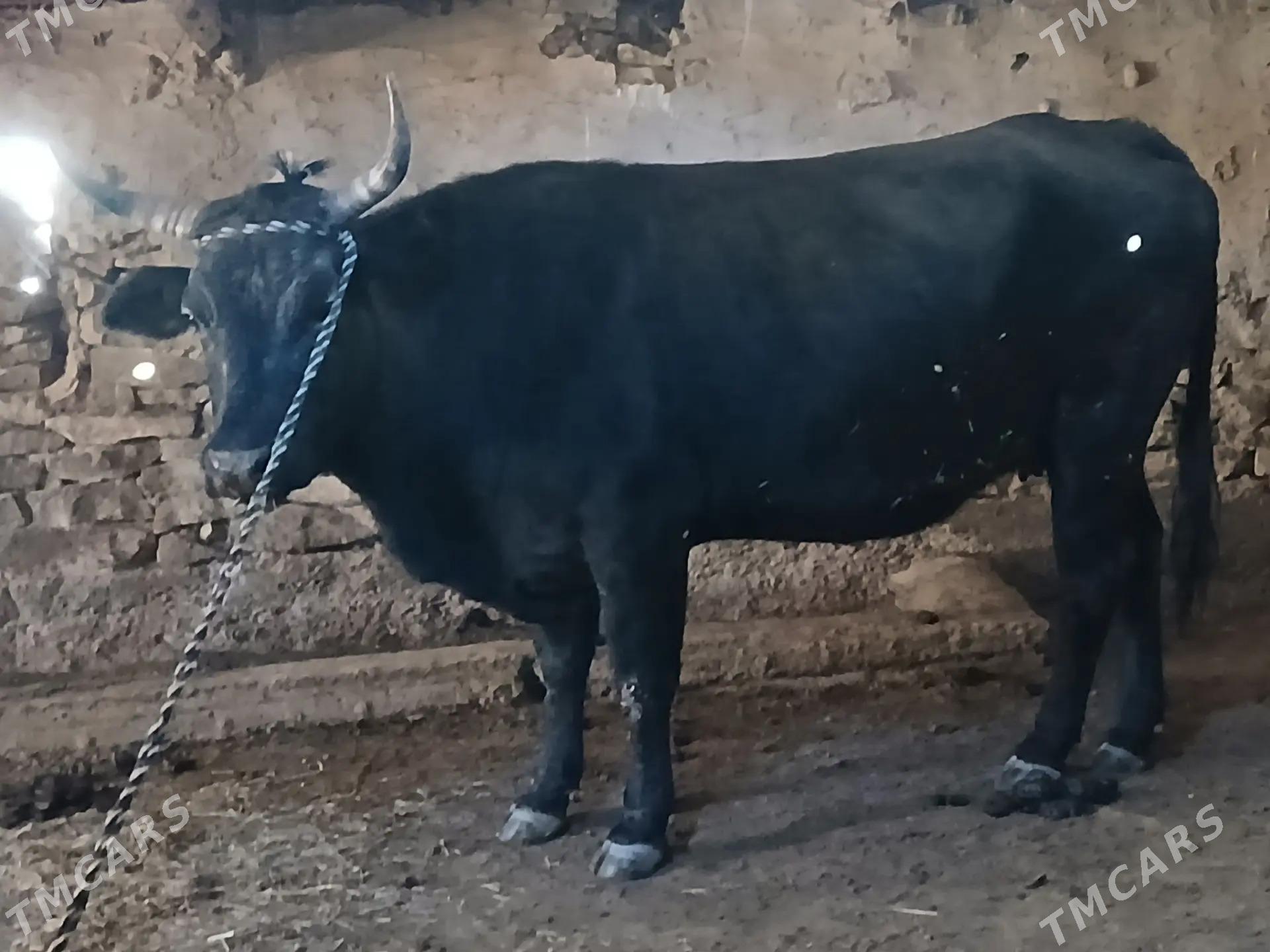 Sygyr - Бахарден - img 2