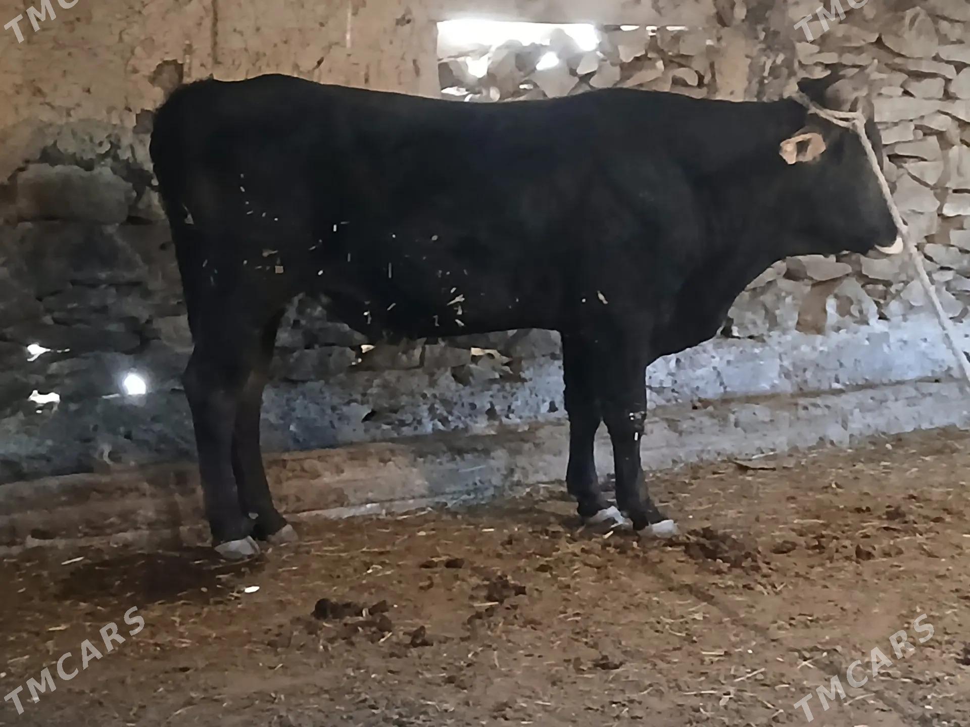 Sygyr - Бахарден - img 3