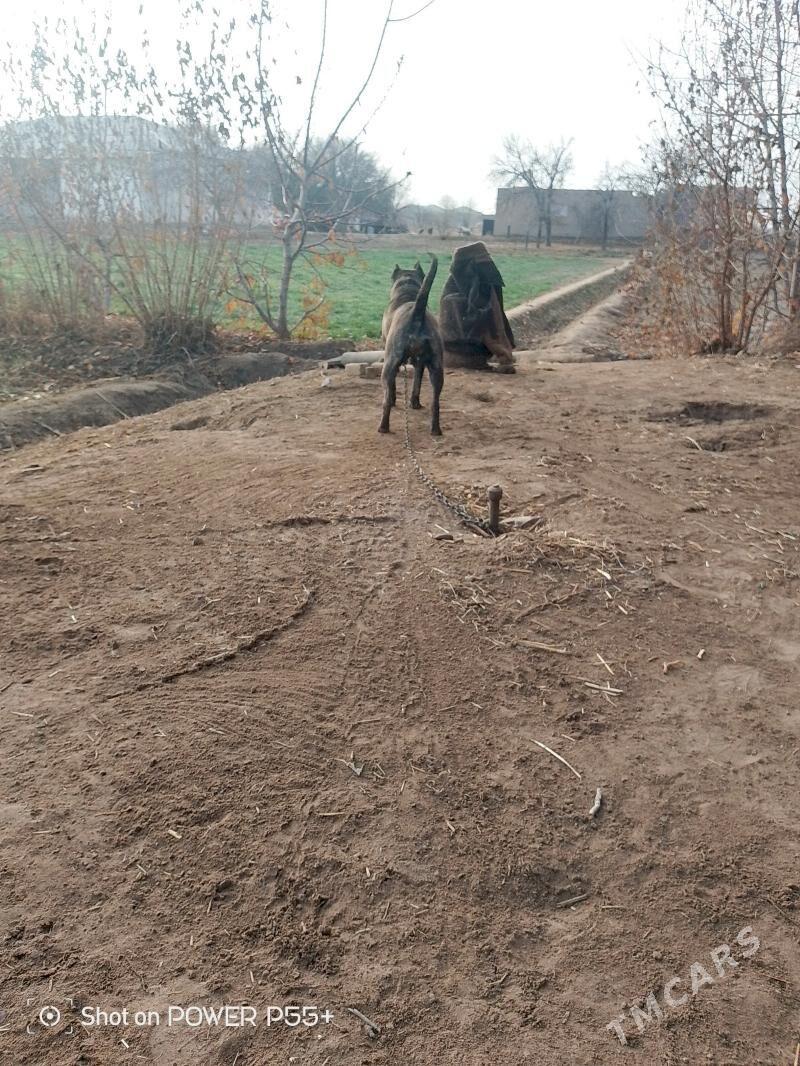 Pidbul - Шабатский этрап - img 4