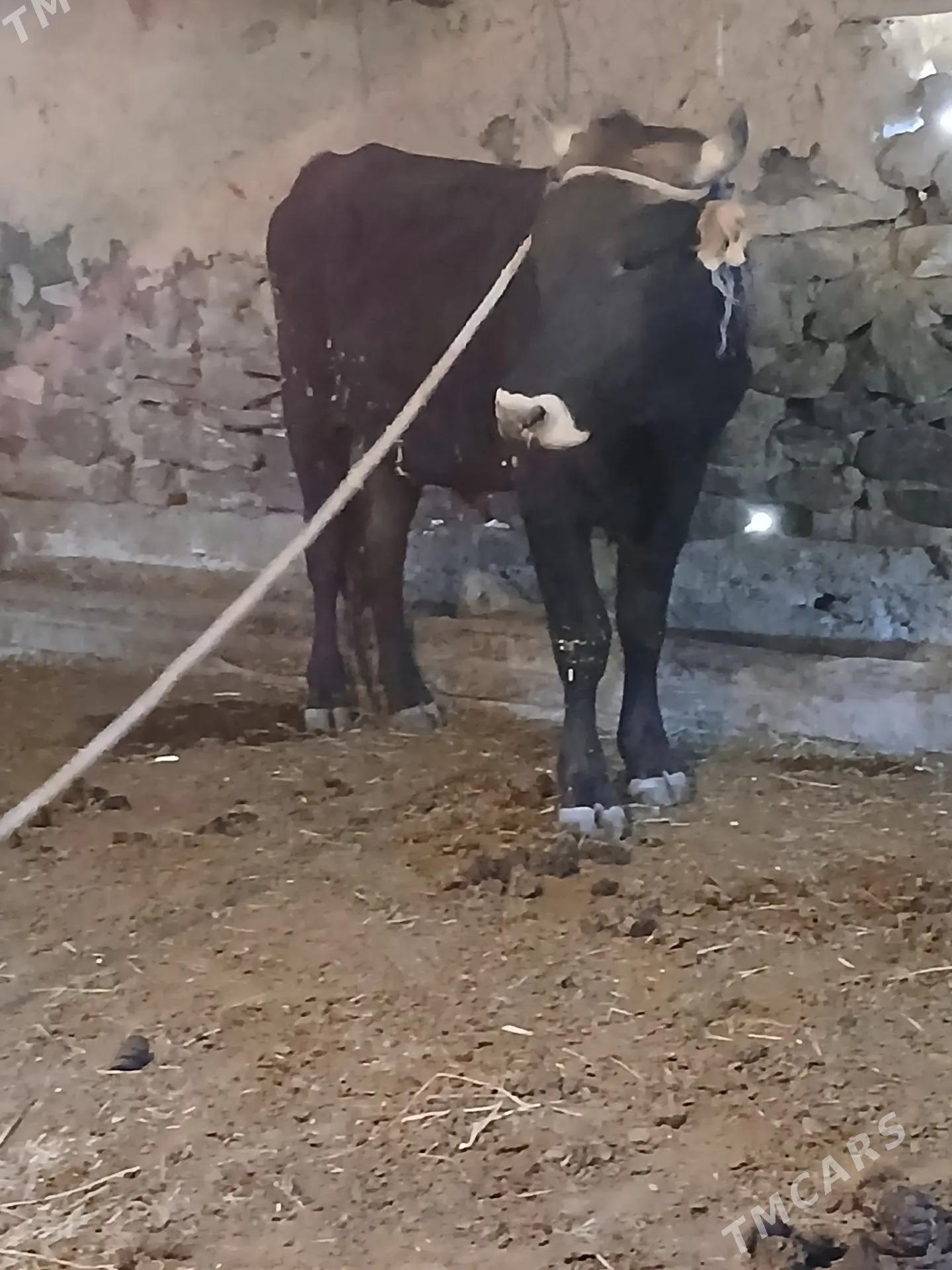 Sygyr - Бахарден - img 2