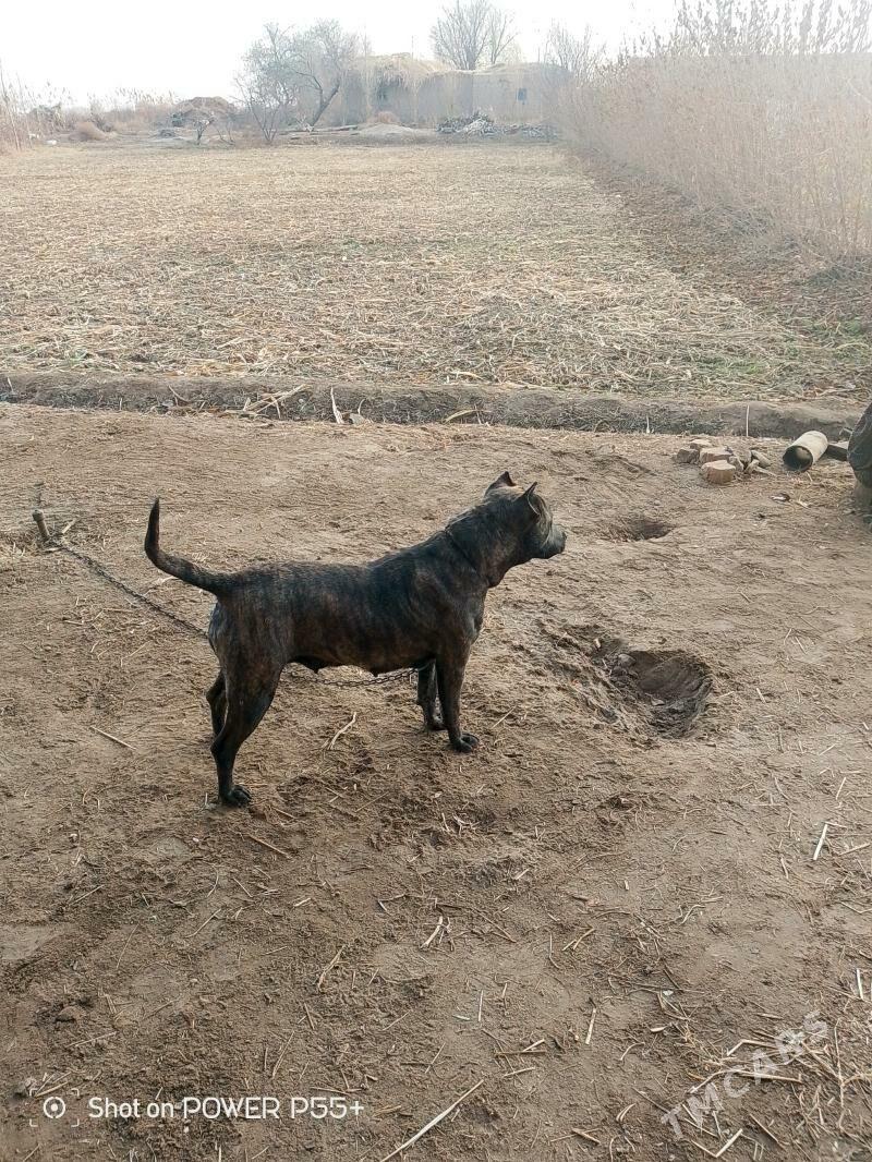 Pidbul - Шабатский этрап - img 3