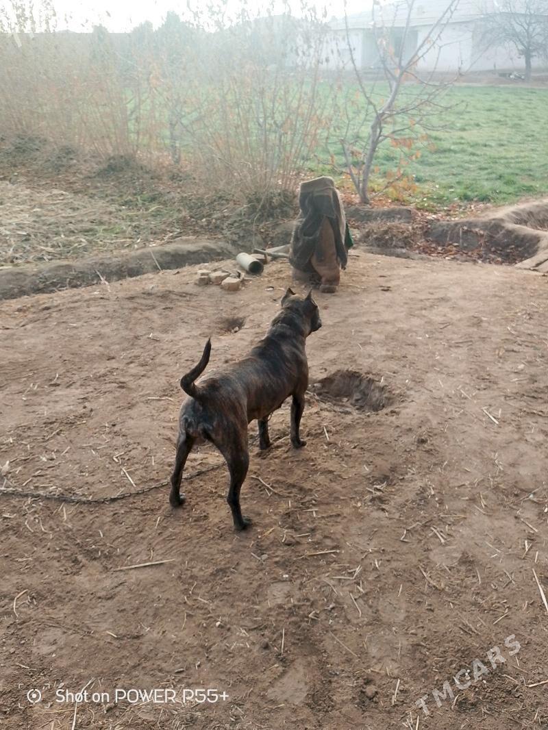 Pidbul - Шабатский этрап - img 2