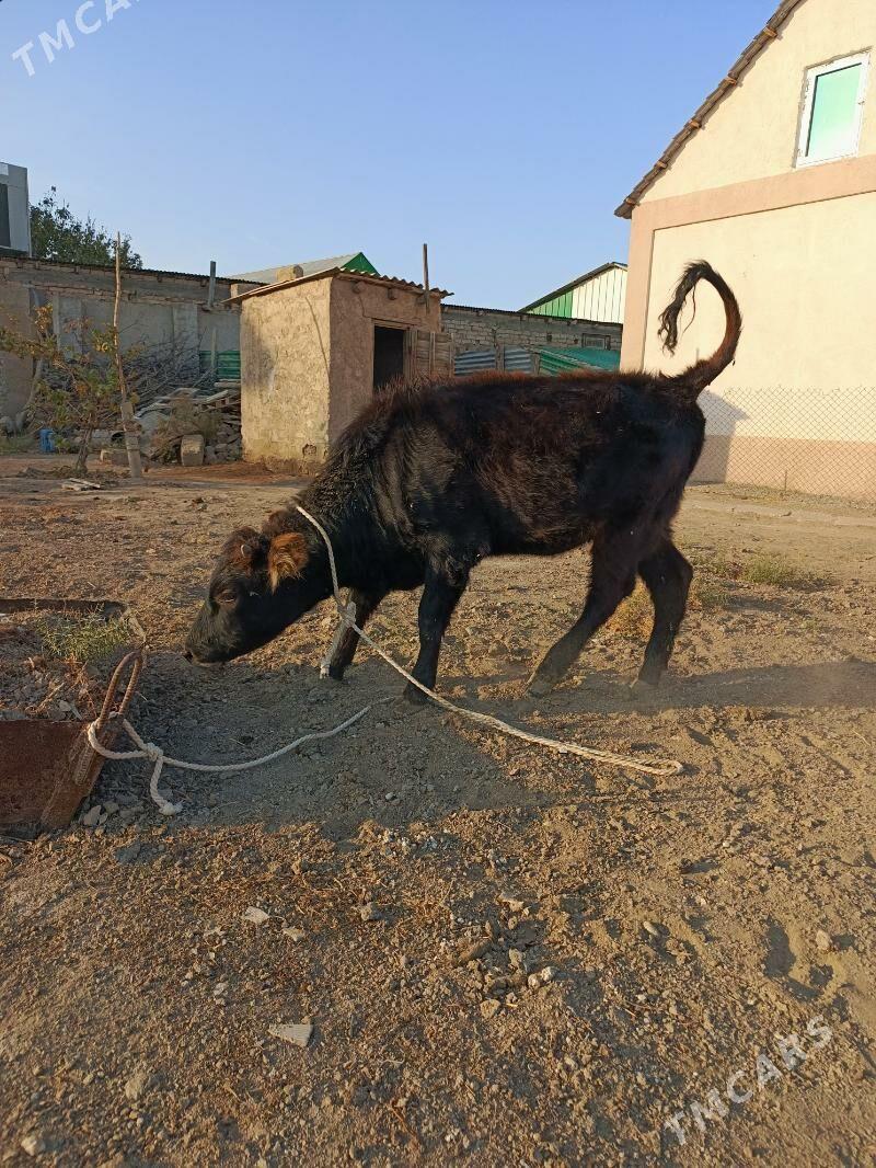 tuwe şwes - Büzmeýin - img 2