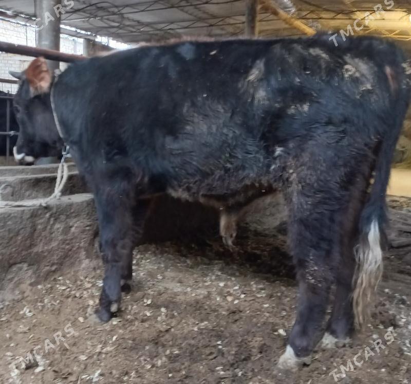 okuz - Яшлык - img 2