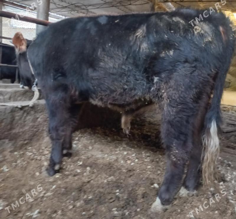 okuz - Яшлык - img 3