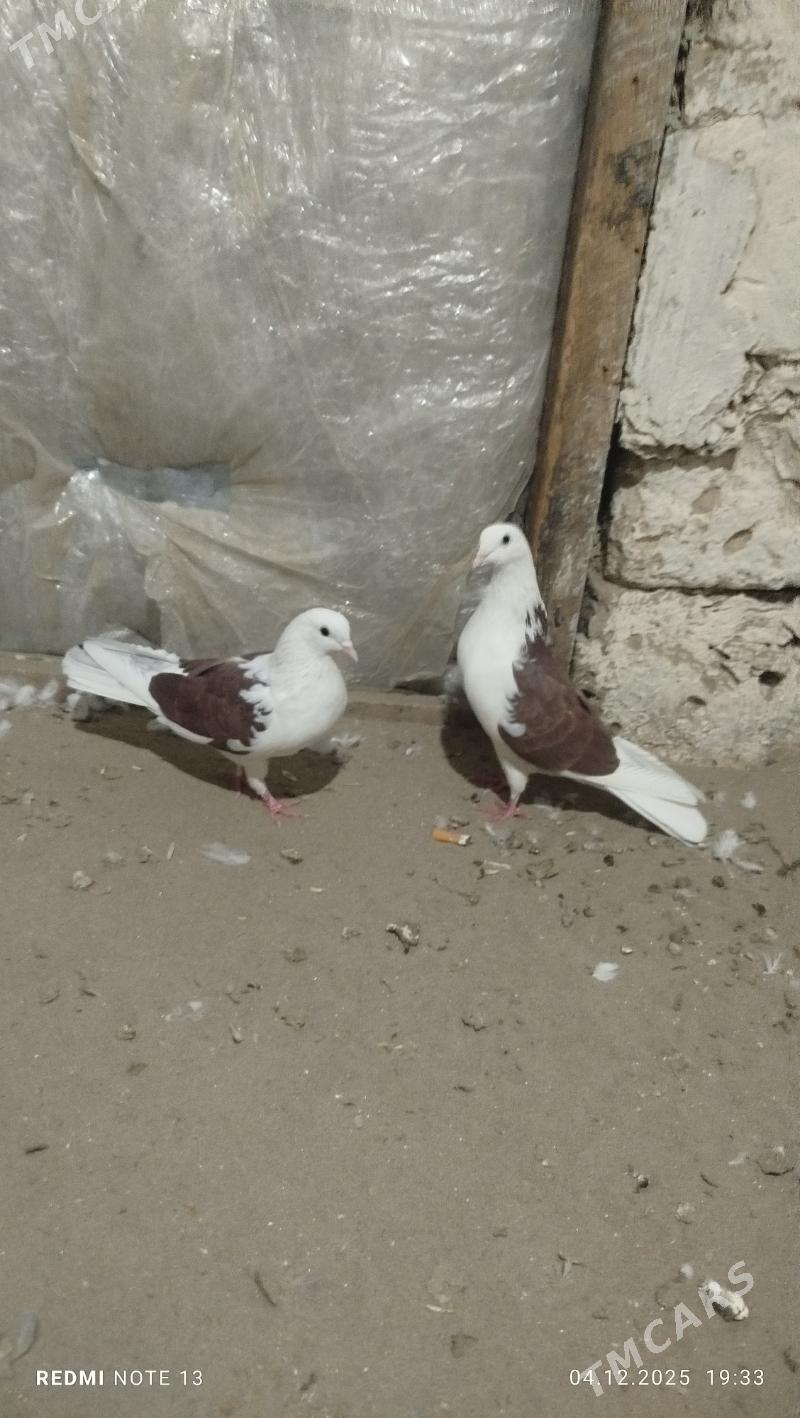 kepderi - Гызыларбат - img 2