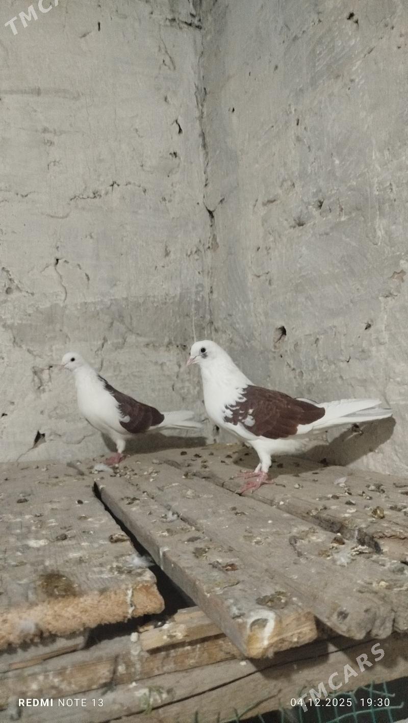 kepderi - Гызыларбат - img 3