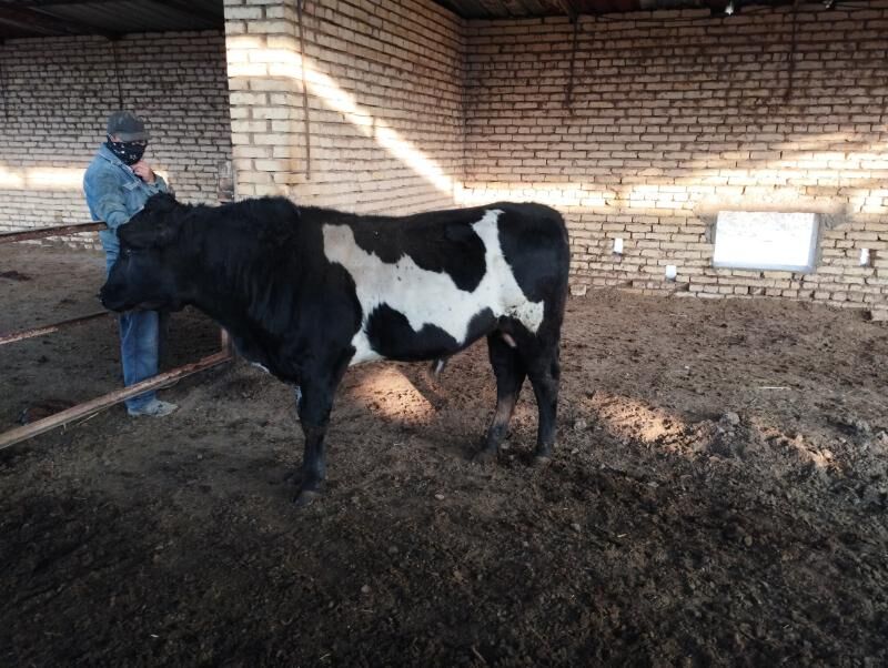 öküz - Murgap - img 1