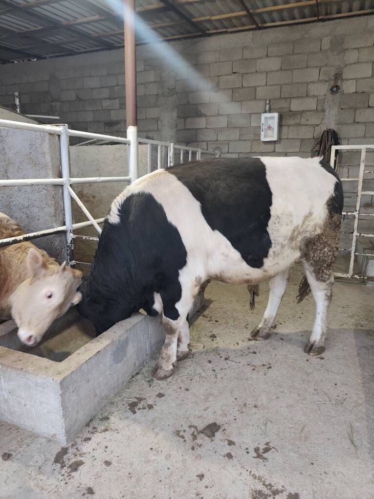 GOLÌŞDEÝÌN WE ŞORELE ÕKZ - Änew - img 2