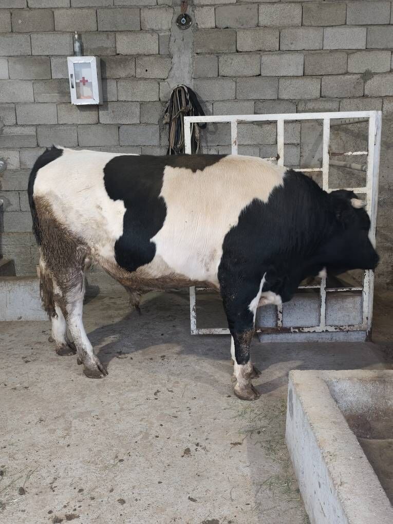 GOLÌŞDEÝÌN WE ŞORELE ÕKZ - Änew - img 3