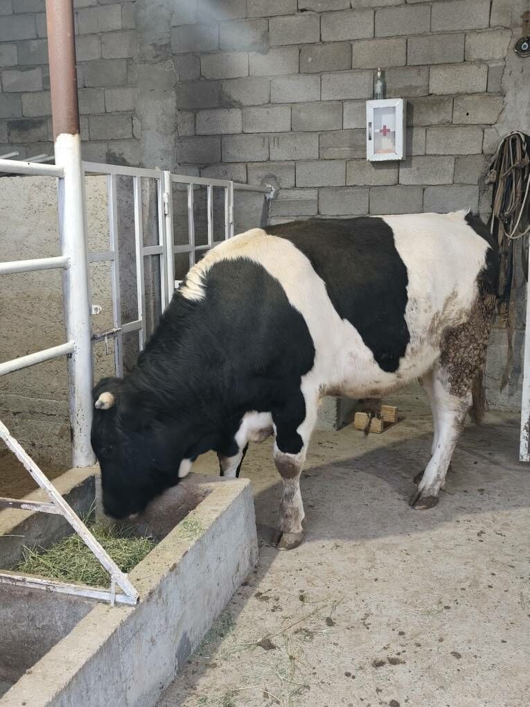 GOLÌŞDEÝÌN WE ŞORELE ÕKZ - Änew - img 4