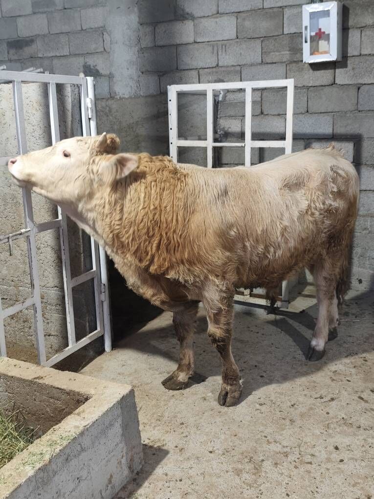 GOLÌŞDEÝÌN WE ŞORELE ÕKZ - Änew - img 9