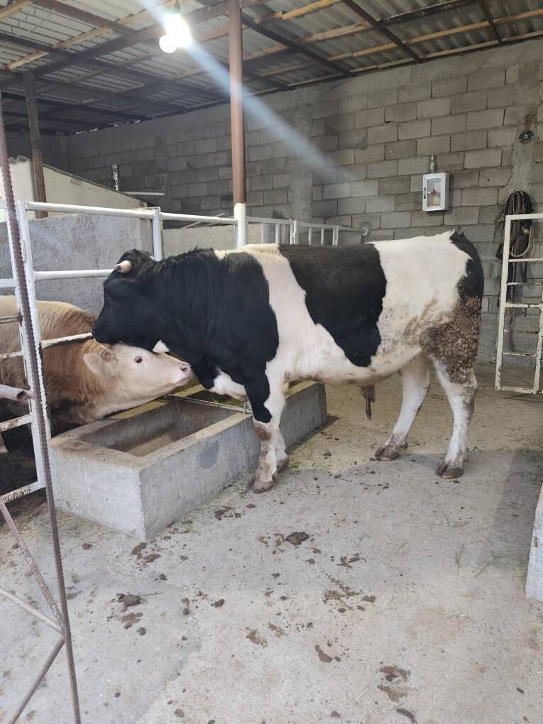 GOLÌŞDEÝÌN WE ŞORELE ÕKZ - Änew - img 6