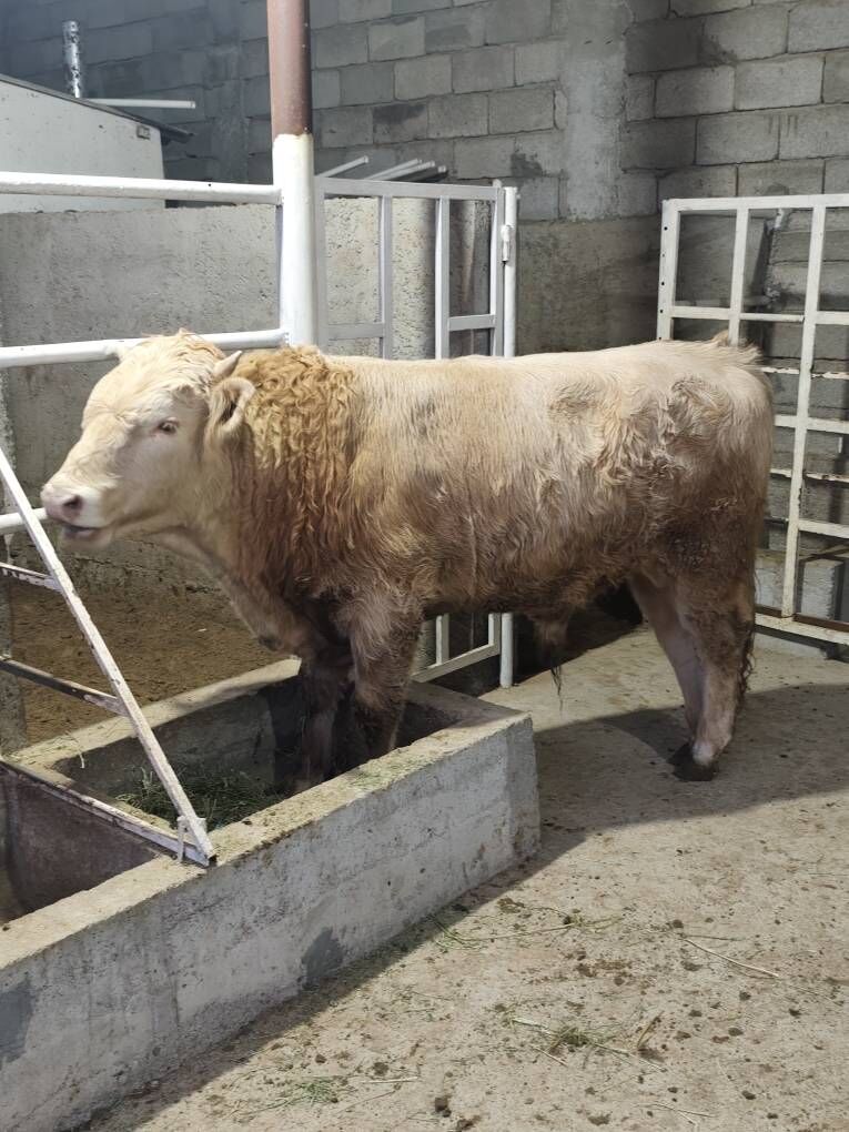 GOLÌŞDEÝÌN WE ŞORELE ÕKZ - Änew - img 7