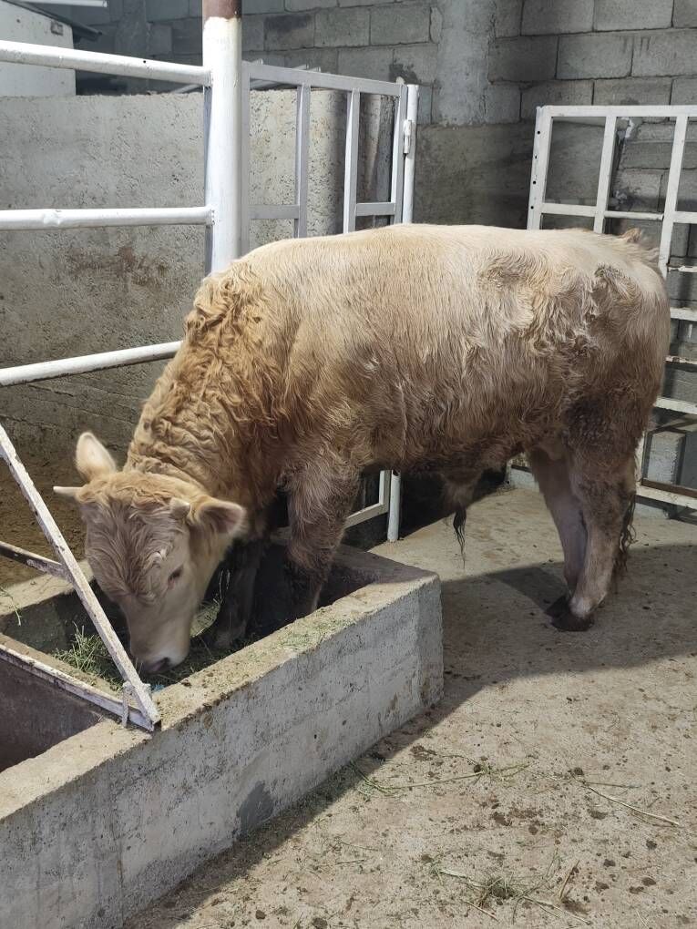 GOLÌŞDEÝÌN WE ŞORELE ÕKZ - Änew - img 8