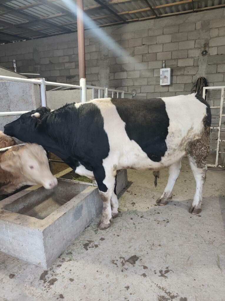 GOLÌŞDEÝÌN WE ŞORELE ÕKZ - Änew - img 5