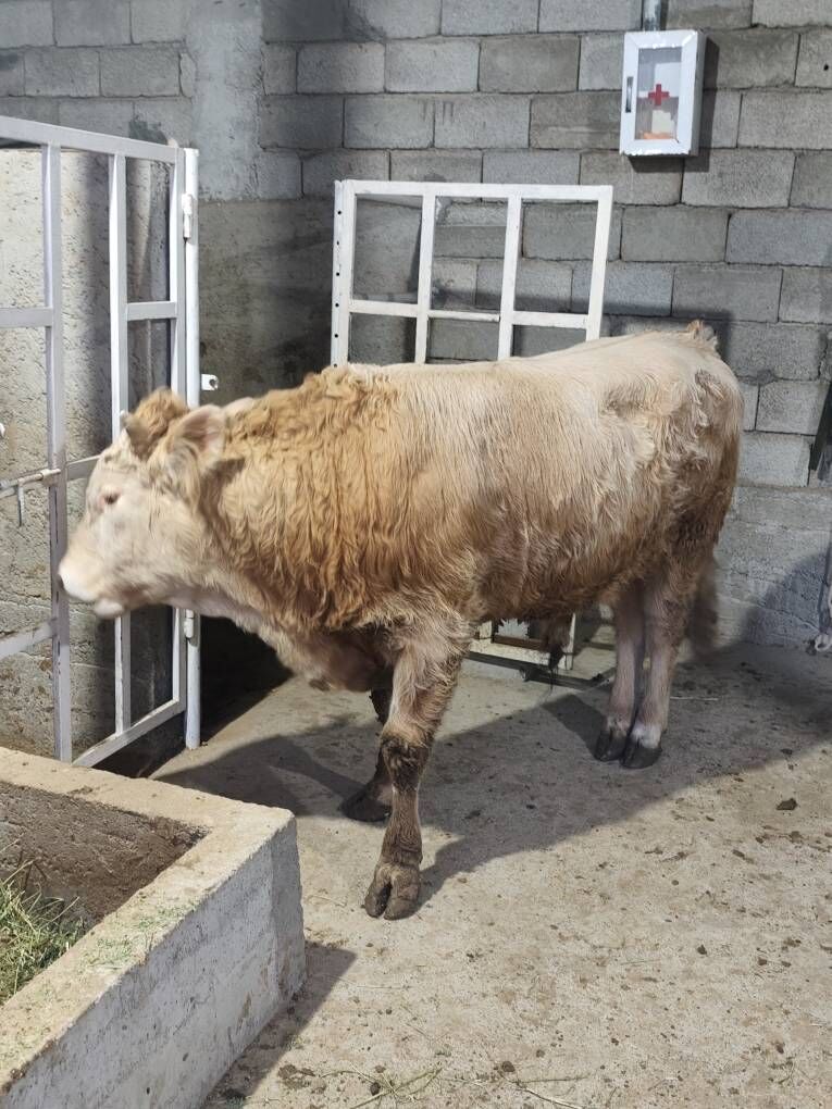 GOLÌŞDEÝÌN WE ŞORELE ÕKZ - Änew - img 10