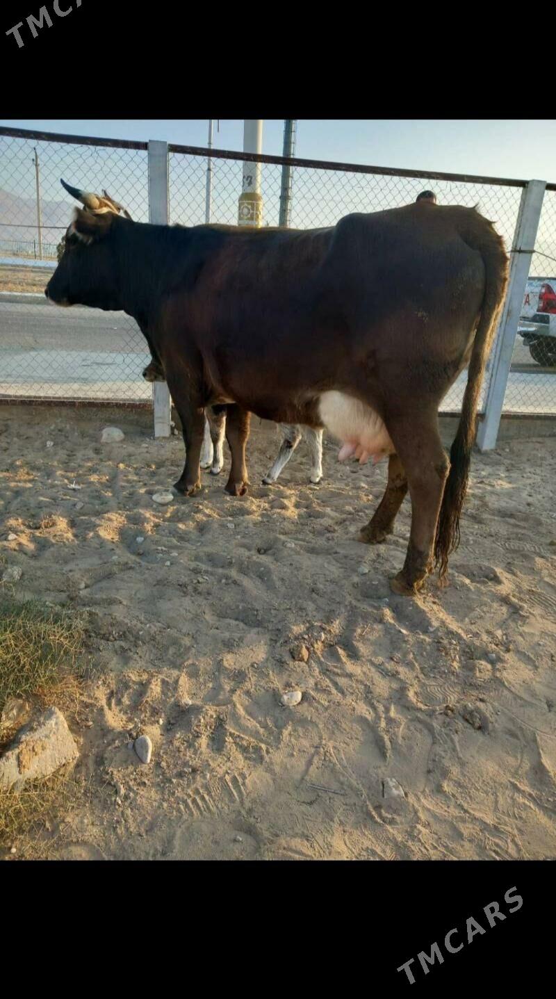 goleli sygyr - Balkanabat - img 3