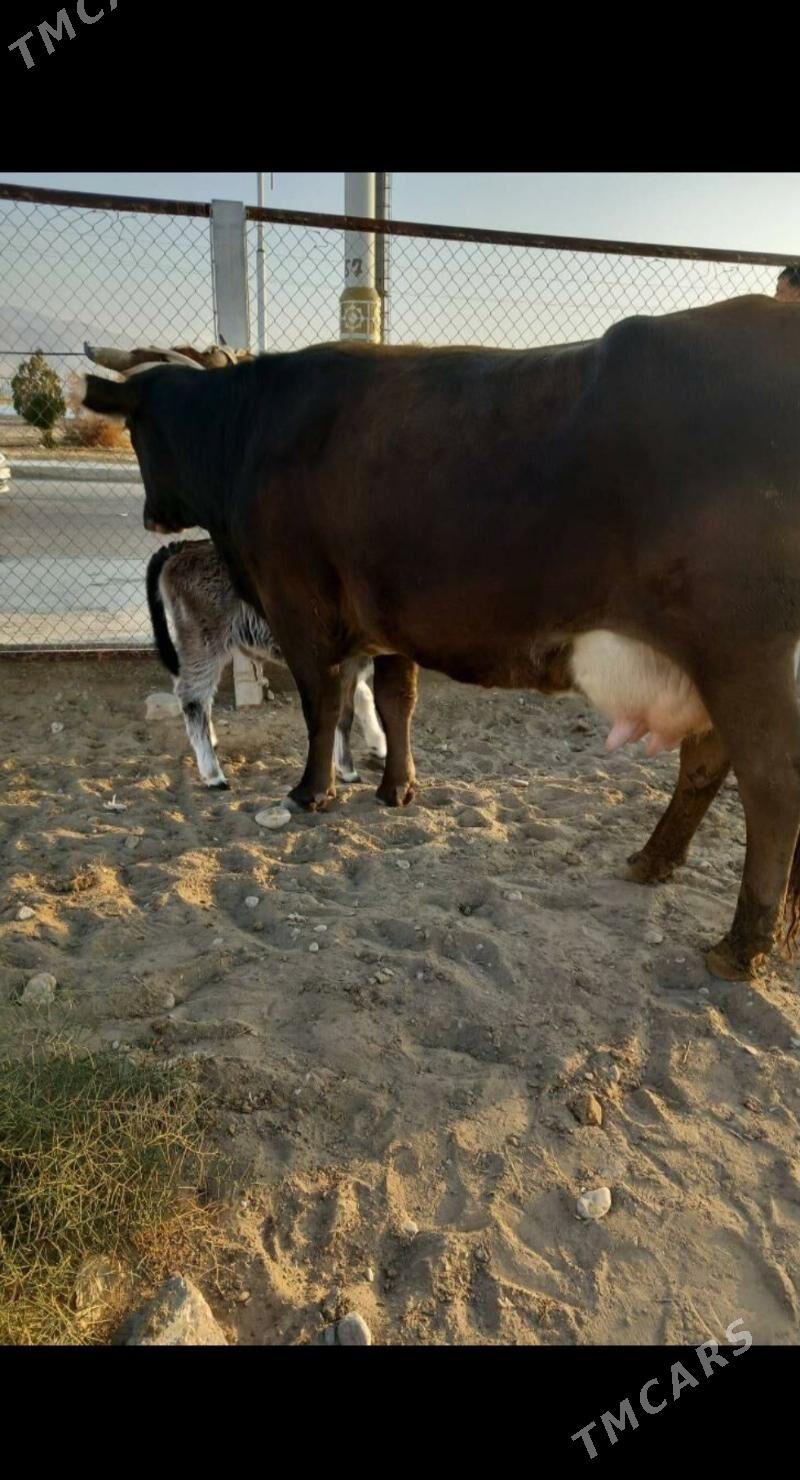 goleli sygyr - Balkanabat - img 2