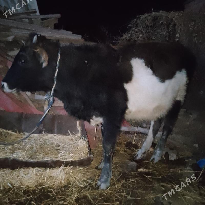 gole - Ak bugdaý etraby - img 2