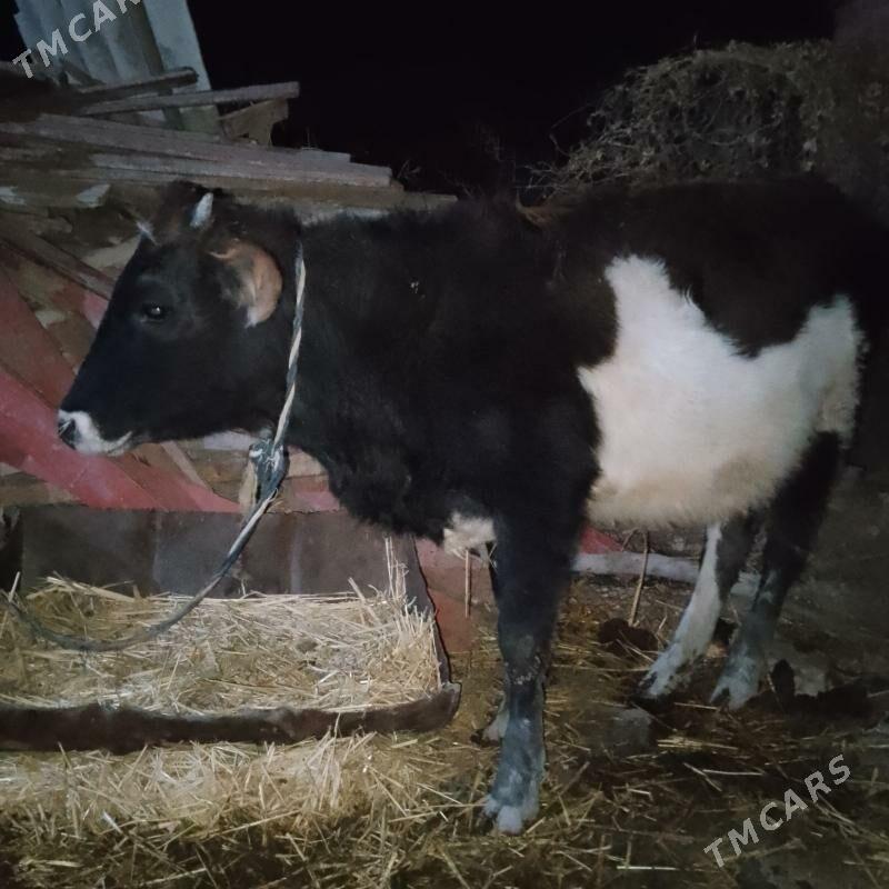 gole - Ak bugdaý etraby - img 3