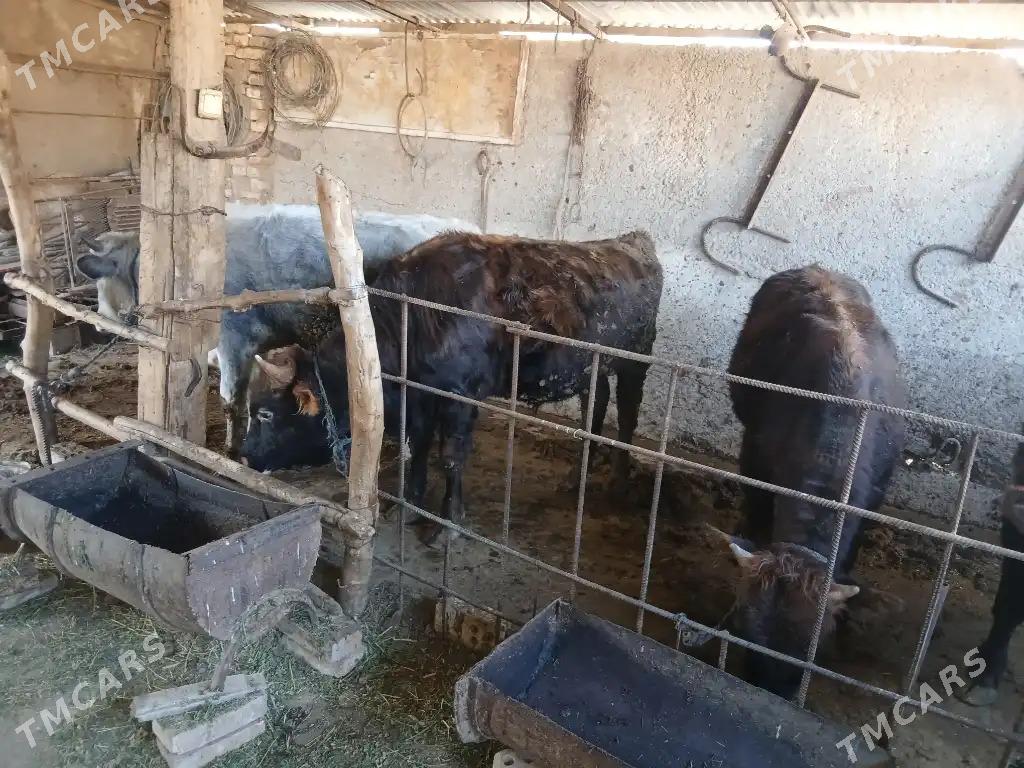 okiz - Ak bugdaý etraby - img 1